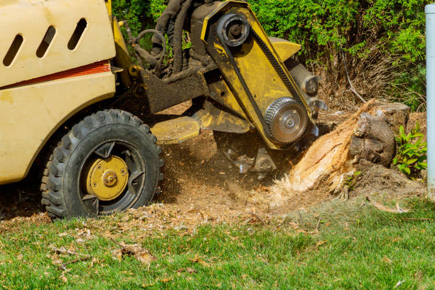 Best Tree Branch Trimming  in Richmond Heights, FL